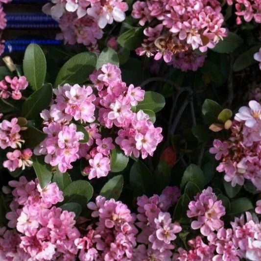 Indian Hawthorne Pink Dancer Cuttings 6 Pack Flowering Shrub for Garden Growing Evergreen Plant