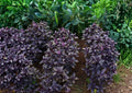 Dark Opal Basil Seeds – 500+ Heirloom Organic Non-GMO Herb Seeds for Culinary & Medicinal Gardens, Deep Purple Aromatic Leaves