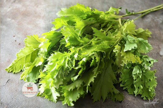 Heirloom Mizuna Spinach Seeds – Japanese Mustard Greens, Brassica rapa, 150 Seeds for Salad, Stir-Fry & Cool-Season Gardens