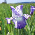 Bearded Iris ‘Blue Heaven’ Mix Rhizomes – 5 Bulbs for Garden Beds, Borders, Perennial Flowering Plants