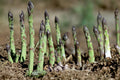 Millennium Asparagus Bare Root Crowns – Perennial Vegetable, Asparagus officinalis, 15 Plants for Garden, Edible Green Spears