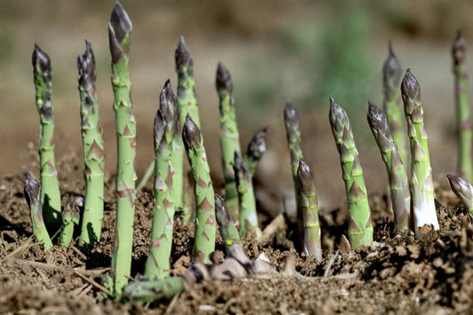 Millennium Asparagus Bare Root Crowns – Perennial Vegetable, Asparagus officinalis, 15 Plants for Garden, Edible Green Spears
