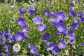 Tussock Bellflower Seeds, Campanula carpatica, Perennial Blue-Violet Blooms, Rock Garden, Border, Pollinator-Friendly