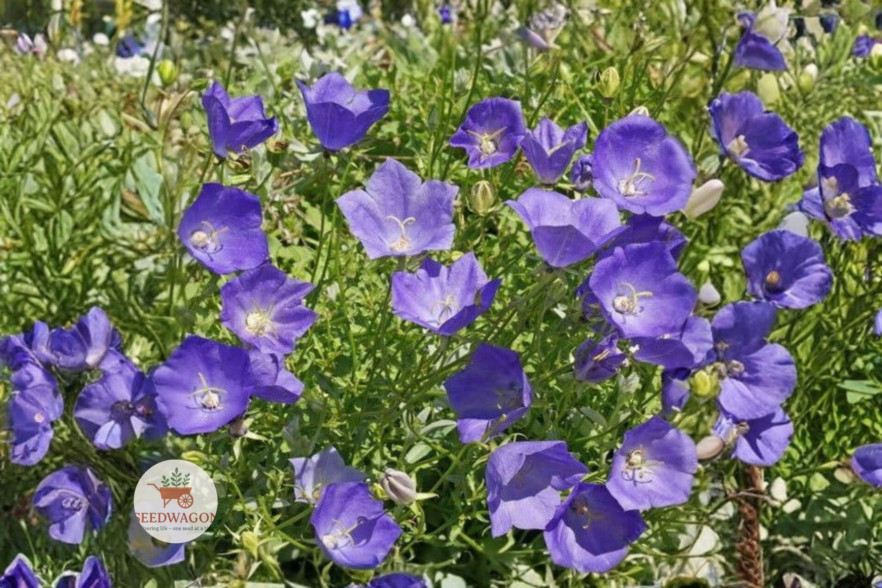Tussock Bellflower Seeds, Campanula carpatica, Perennial Blue-Violet Blooms, Rock Garden, Border, Pollinator-Friendly