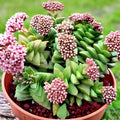 Succulent Plant | Bride’s Bouquet Crassula ‘Bride’s Bouquet’ | Pink Blooming Indoor Succulent