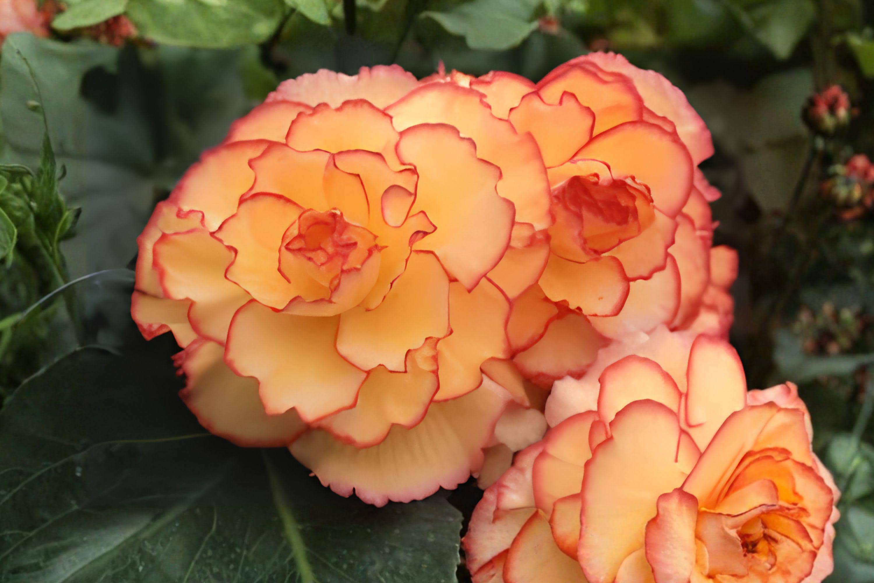 Begonia Picotee Sunburst Bulbs – Tropical Yellow Red Flowers for Shade Gardens, Containers & Baskets