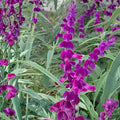 Purple Mexican Sage Cuttings | 7 Unrooted Salvia Leucantha Herb Plant with Purple Blooms