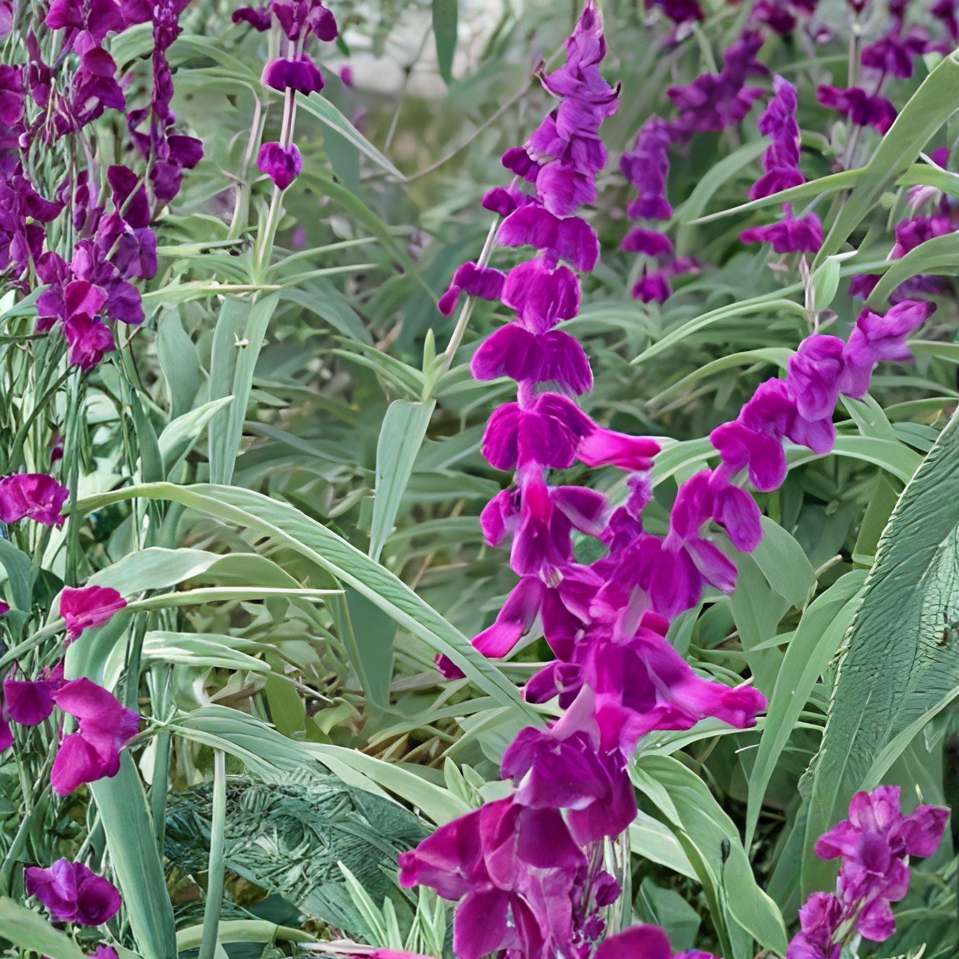 Purple Mexican Sage Cuttings | 7 Unrooted Salvia Leucantha Herb Plant with Purple Blooms
