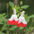 Hot Lips Sage Cuttings | Salvia greggii | Red and White Blooms | Unrooted Live Plant Clippings