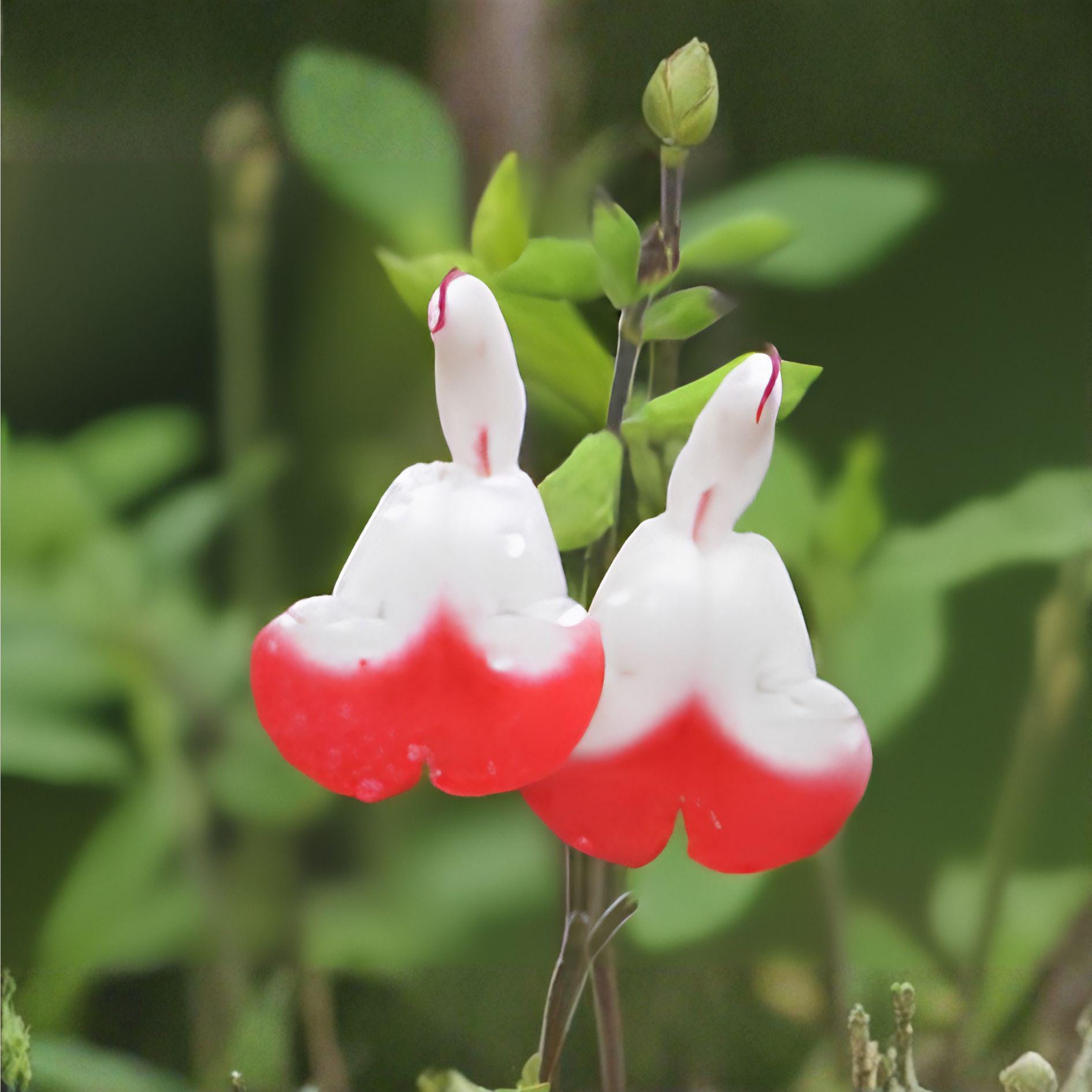Hot Lips Sage Cuttings | Salvia greggii | Red and White Blooms | Unrooted Live Plant Clippings