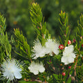 White Myrtle Cuttings – 7 Unrooted Live Propagation Plants Myrtus communis Evergreen Shrub with Fragrant White Blooms