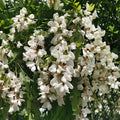 Black Locust Sapling | Bare Root Robinia Pseudoacacia | Hardy Shade Tree | Live Plant for Garden Landscaping
