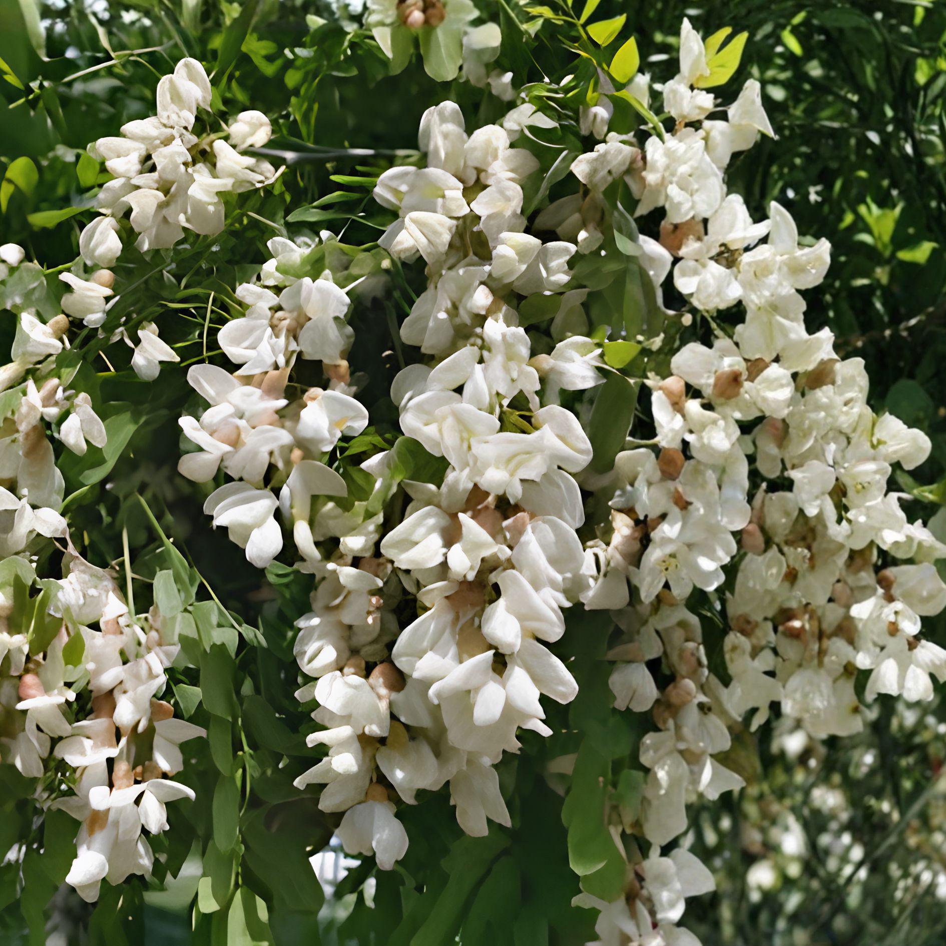 Black Locust Sapling | Bare Root Robinia Pseudoacacia | Hardy Shade Tree | Live Plant for Garden Landscaping
