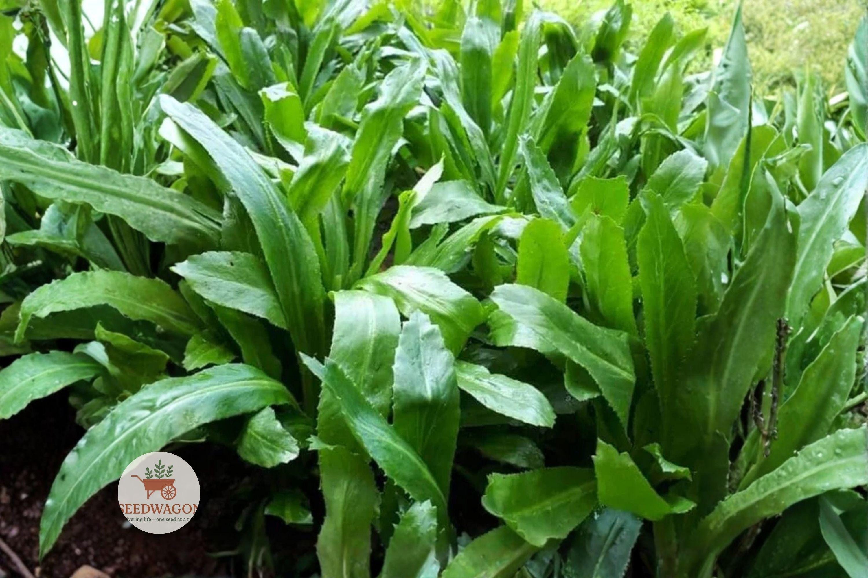 Vietnamese Culantro Seeds - Ngo Gai Eryngium Foetidum Heirloom Culinary Herb for Asian Cooking & Herb Gardens