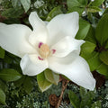 Big Leaf White Magnolia Sapling | Magnolia macrophylla Bare Root Plant | Ornamental Tree with Large Leaves and White Flowers