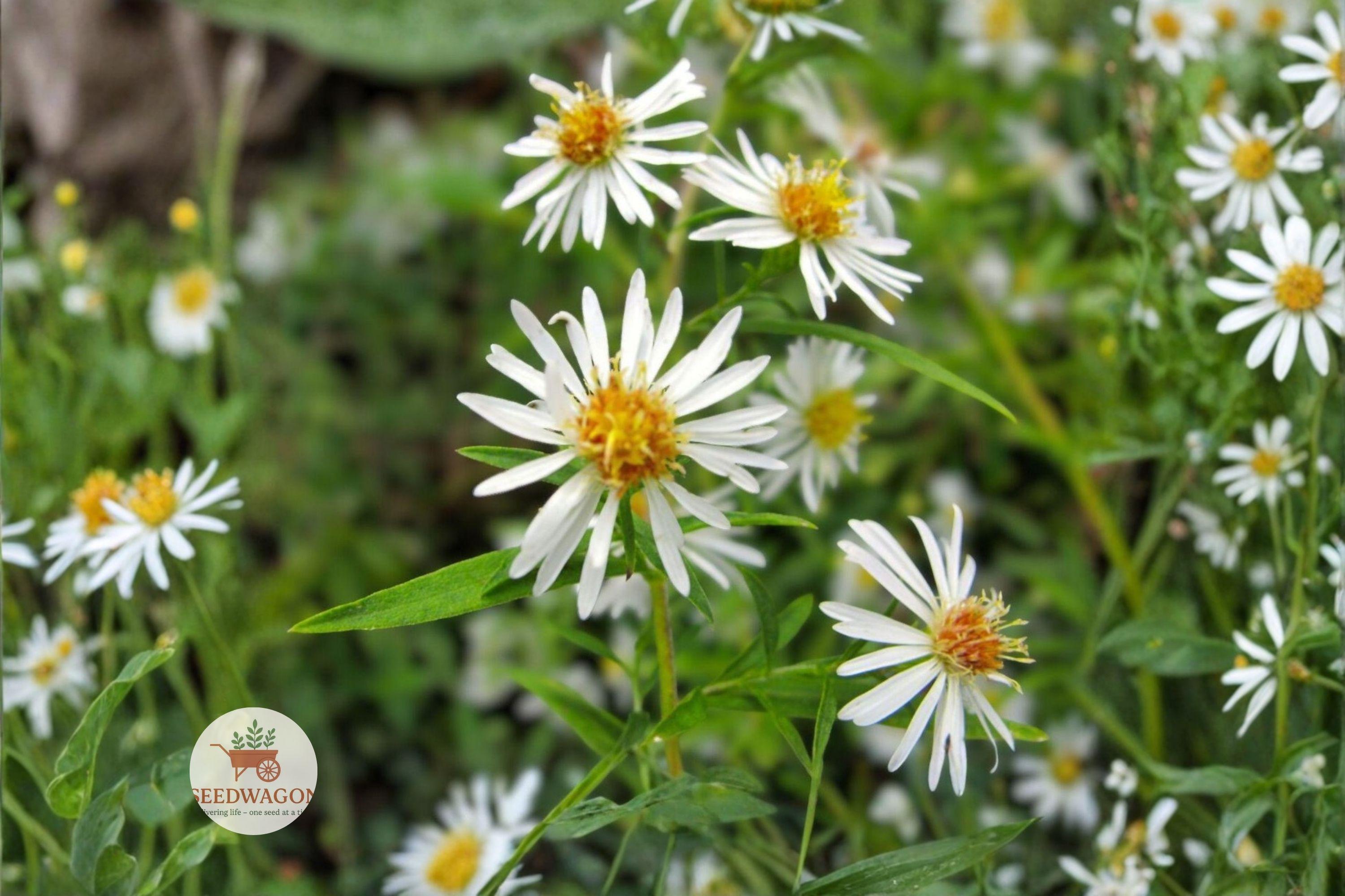 Boltonia asteroides Seeds - Native Wildflower, False Aster, Pollinator Garden, Heirloom Flower, 100 Seeds