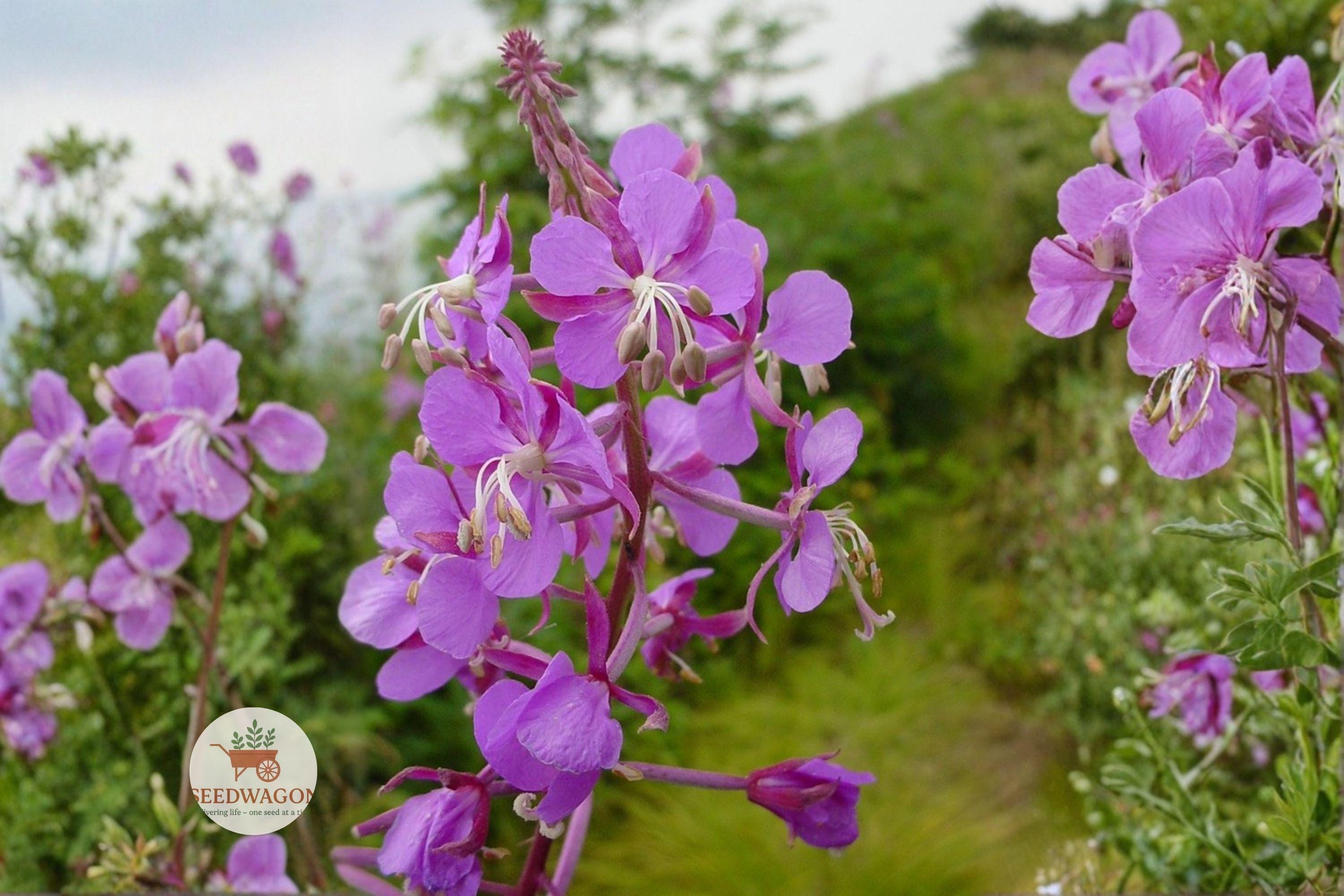 Fireweed Seeds, Native Wildflower, Pollinator Meadow Plant, Chamaenerion angustifolium, 500 Seeds