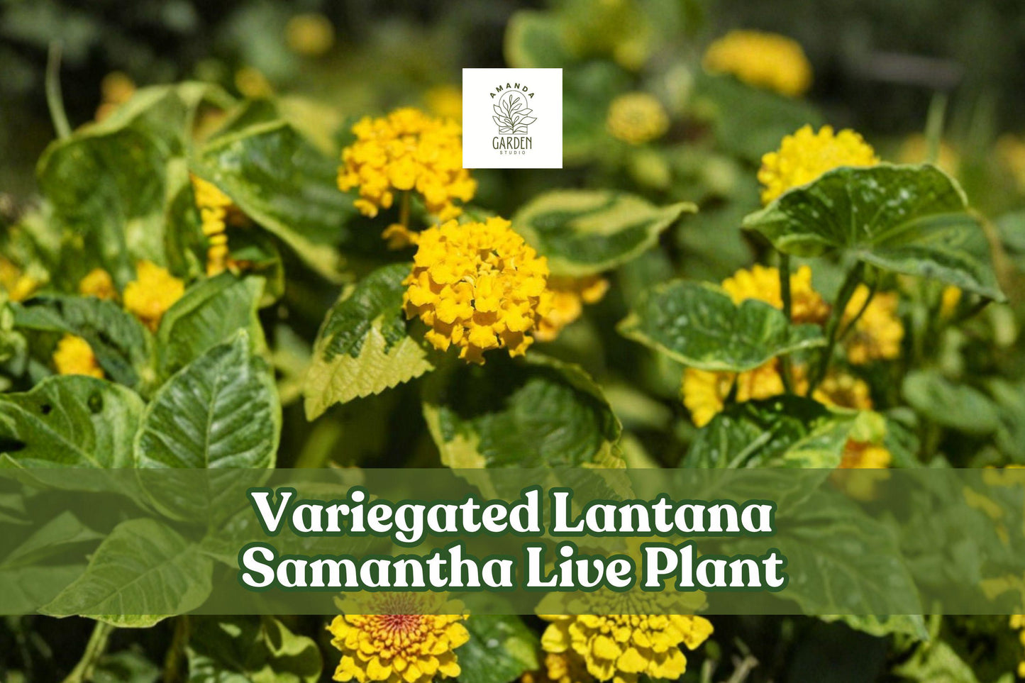 Variegated Lantana Samantha Live Plant Starter Plug Yellow Flowers for Pollinator Garden, Container, Border