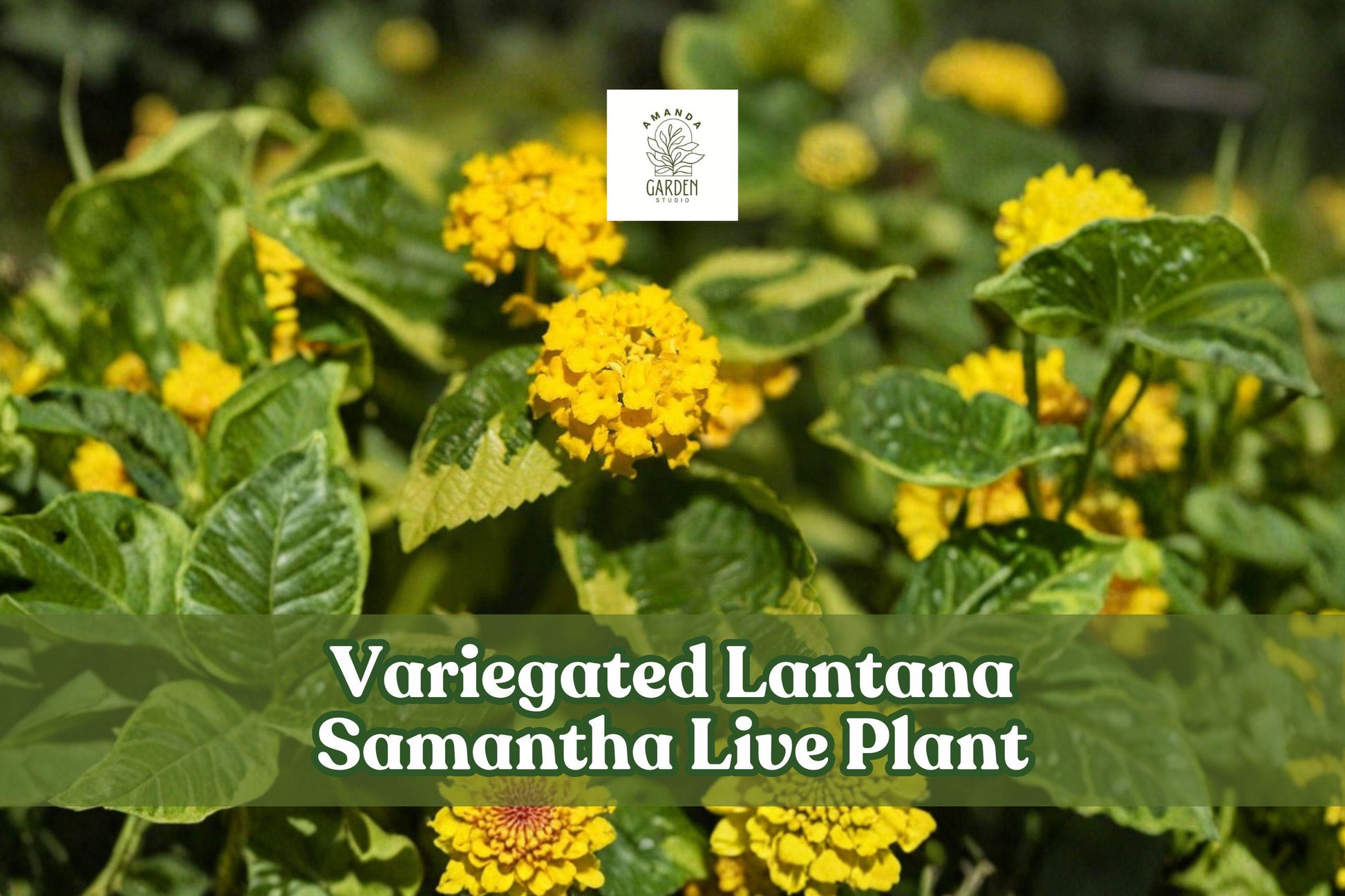 Variegated Lantana Samantha Live Plant Starter Plug Yellow Flowers for Pollinator Garden, Container, Border