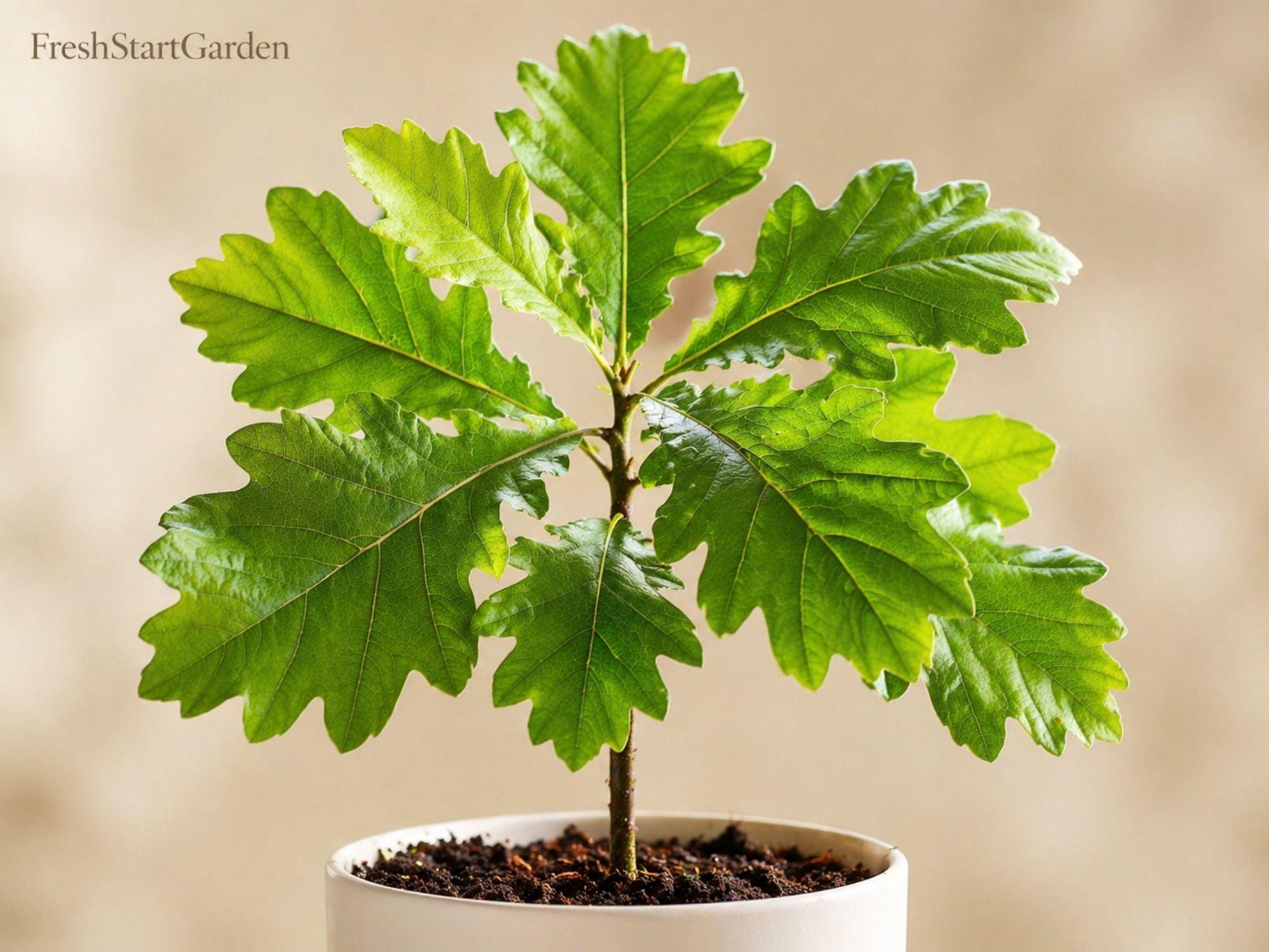 White Oak Tree Sapling – Native Bare Root Quercus alba, Wildlife Habitat, Deciduous Hardwood, 12-24in