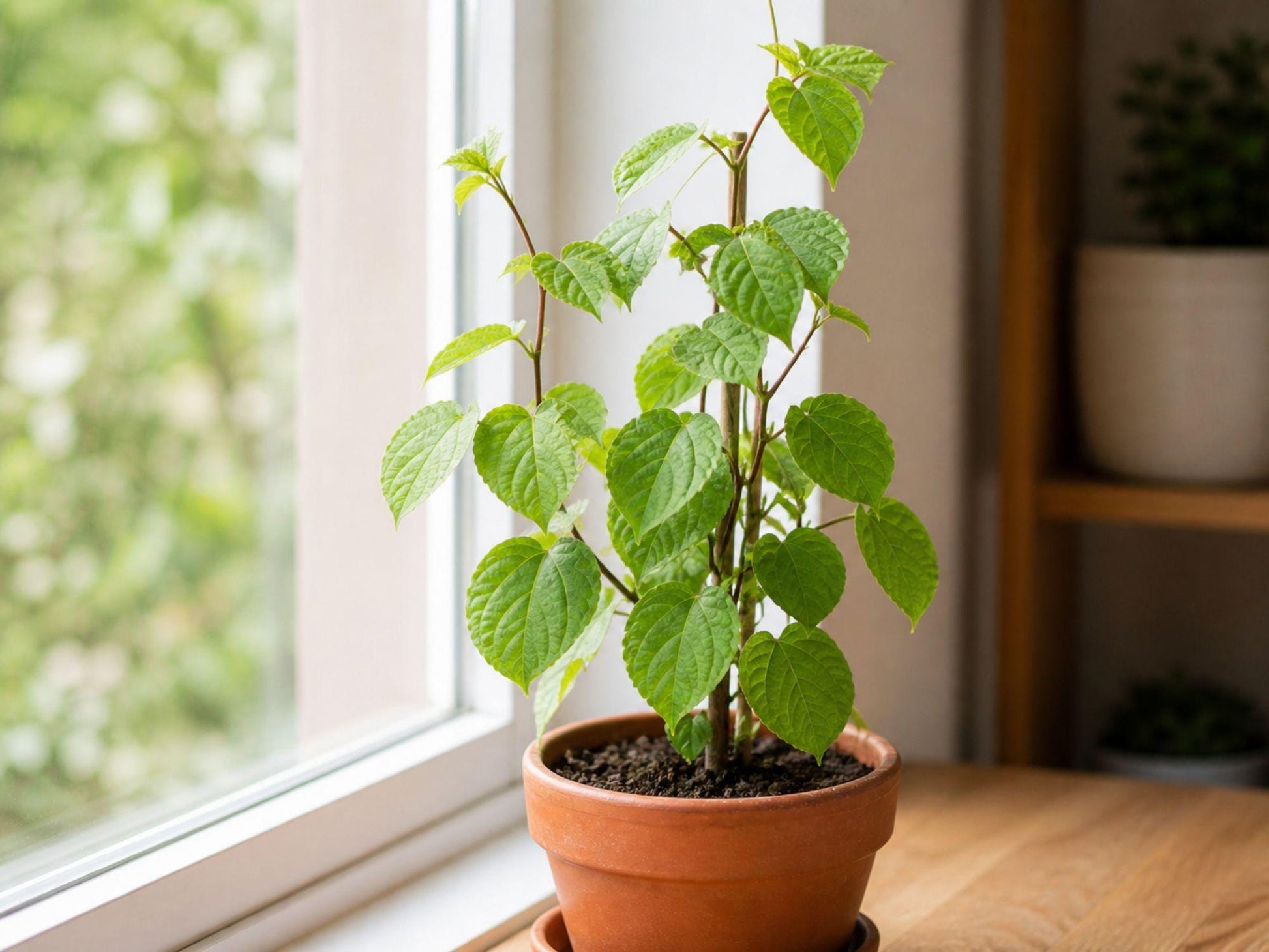 Issai Hardy Kiwi Plant - Self-Fertile Fruiting Vine for Garden & Containers - Actinidia arguta 'Issai'