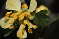 Antelope Bitterbrush Seeds (Purshia tridentata) Native Shrub for Wildlife, Drought Tolerant, Xeriscaping, Restoration, 10 Seeds