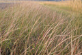 Sand Dropseed Seeds (Sporobolus cryptandrus) – Native Prairie Grass, Drought Tolerant, Erosion Control, Xeriscaping, Low-Maintenance