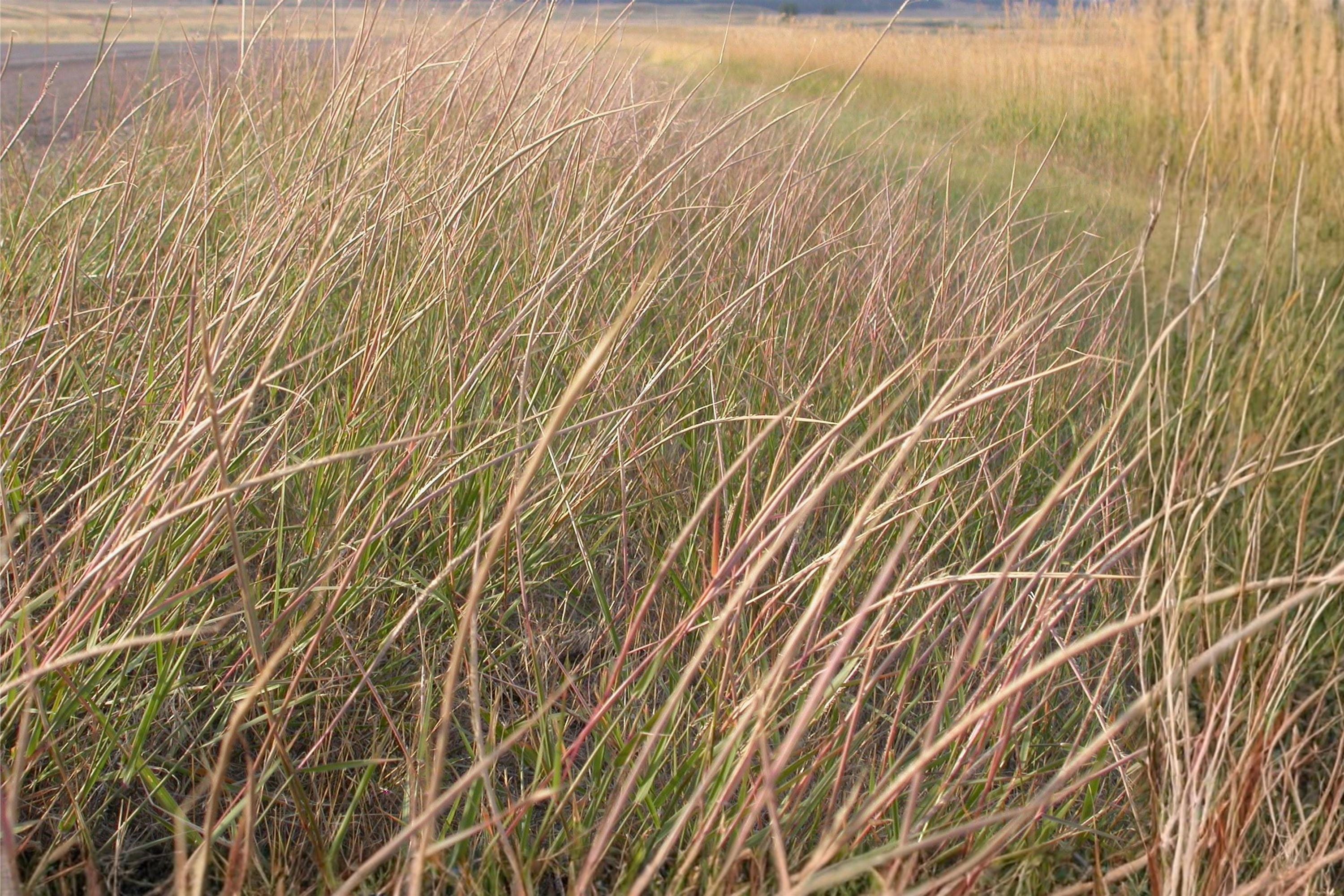 Sand Dropseed Seeds (Sporobolus cryptandrus) – Native Prairie Grass, Drought Tolerant, Erosion Control, Xeriscaping, Low-Maintenance