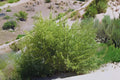 Fourwing Saltbush Seeds (Atriplex canescens) - Drought Tolerant Native Shrub for Xeriscaping & Land Restoration
