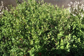 Skunkbush Sumac Seeds | Rhus trilobata Native Shrub for Drought Tolerance, Erosion Control & Wildlife Habitat