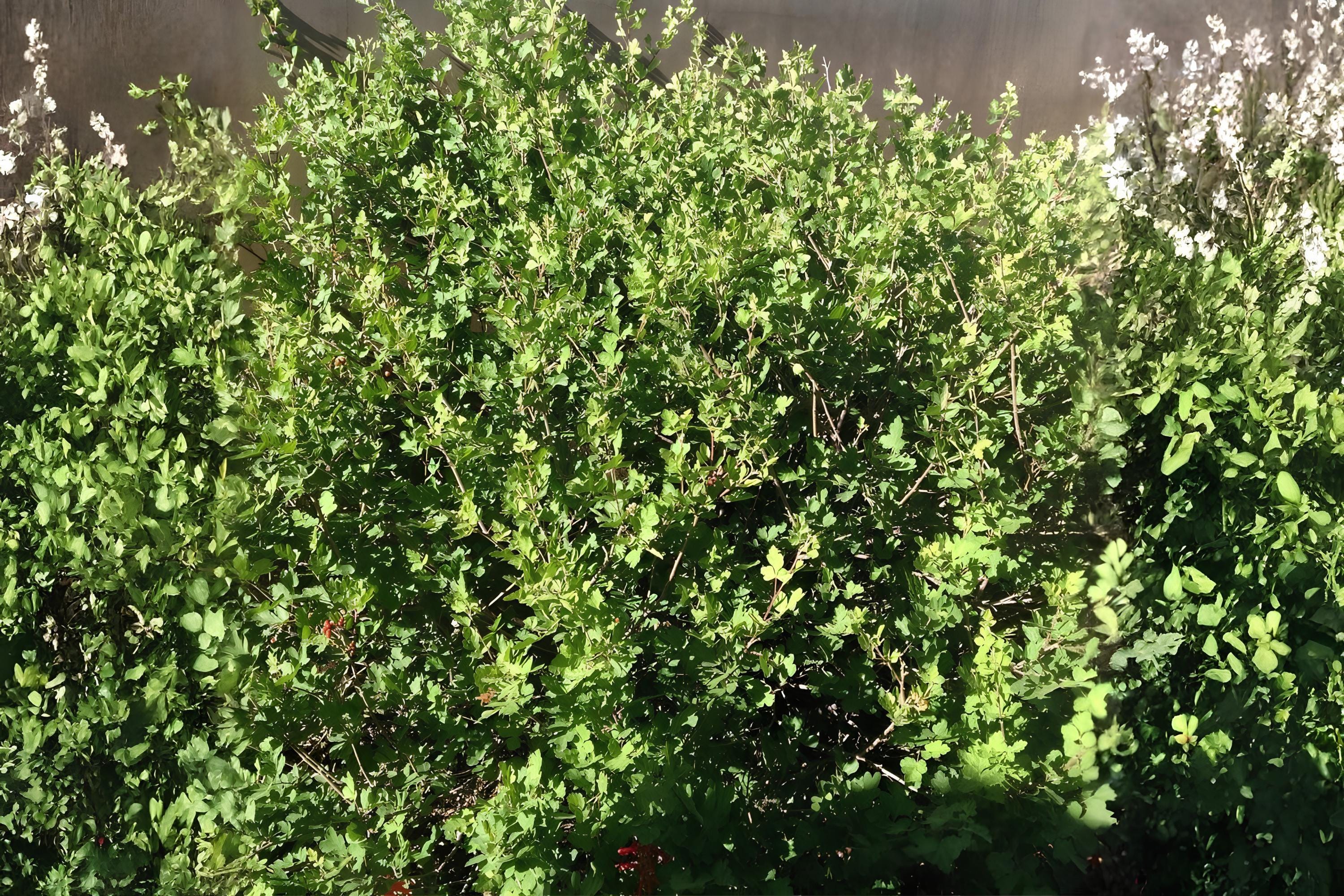 Skunkbush Sumac Seeds | Rhus trilobata Native Shrub for Drought Tolerance, Erosion Control & Wildlife Habitat