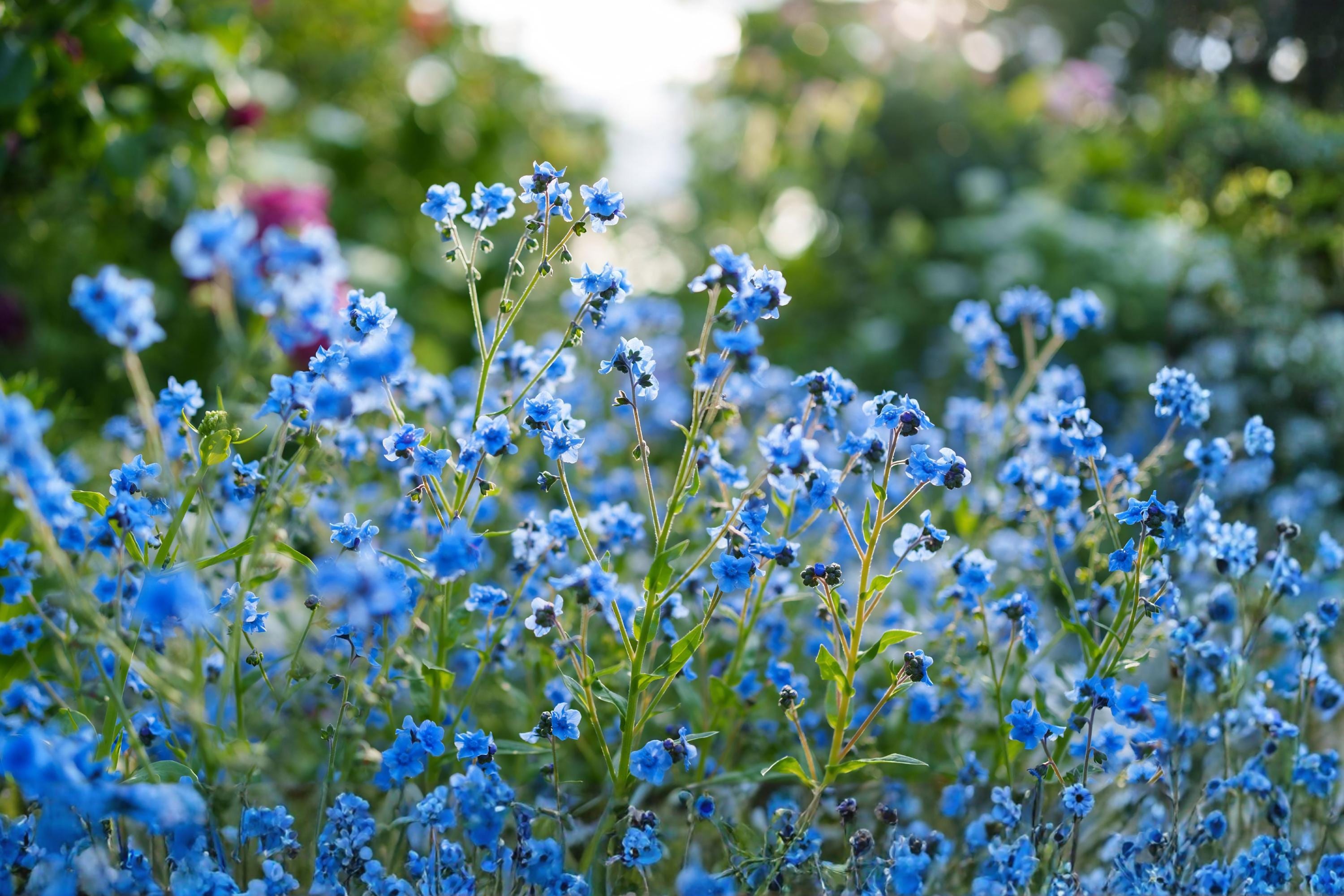 Blue Chinese Forget-Me-Not Seeds (Cynoglossum amabile) – Delicate Sky-Blue Flowers for Borders & Cut Flowers, Easy to Grow, 50 Pack