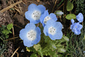 Baby Blue Eyes Seeds (Nemophila menziesii) - Wildflower, Blue Flowers, Low-Growing, Pollinator-Friendly, 100 Seeds