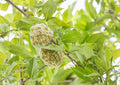 Custard Apple Live Fruit Tree 10-20 Inches Tall – Annona squamosa – Fresh Harvest Quality