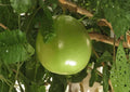 Calabash Jícaro Live Tree 8–12 Inches Tall – Crescentia cujete – Ornamental Tropical Plant