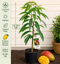 Mango Live Fruit Tree 12-24 Inches Tall – Mangifera indica – Edible Fruit Tree for Garden or Patio