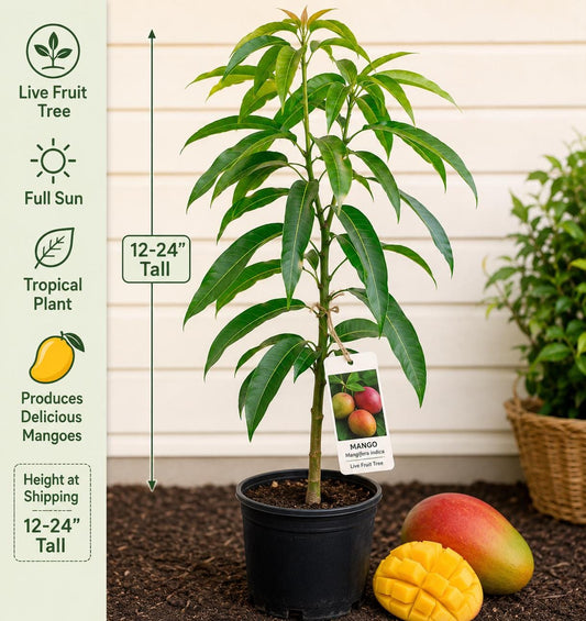 Mango Live Fruit Tree 12-24 Inches Tall – Mangifera indica – Edible Fruit Tree for Garden or Patio