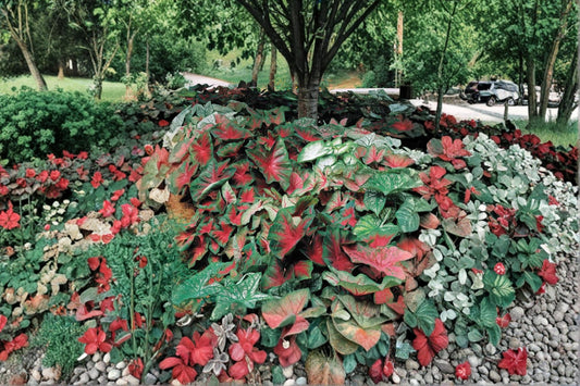 Mixed Caladium Bulb – Tropical Foliage Plant with Colorful Leaves – Caladium bicolor