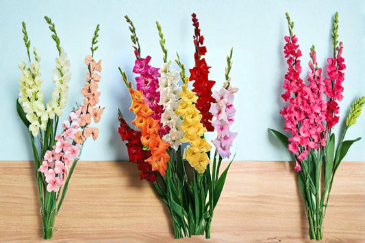 Mixed Color Gladiolus Bulb – Flowering Garden Plant, Perennial, Full Sun, Gladiolus spp.