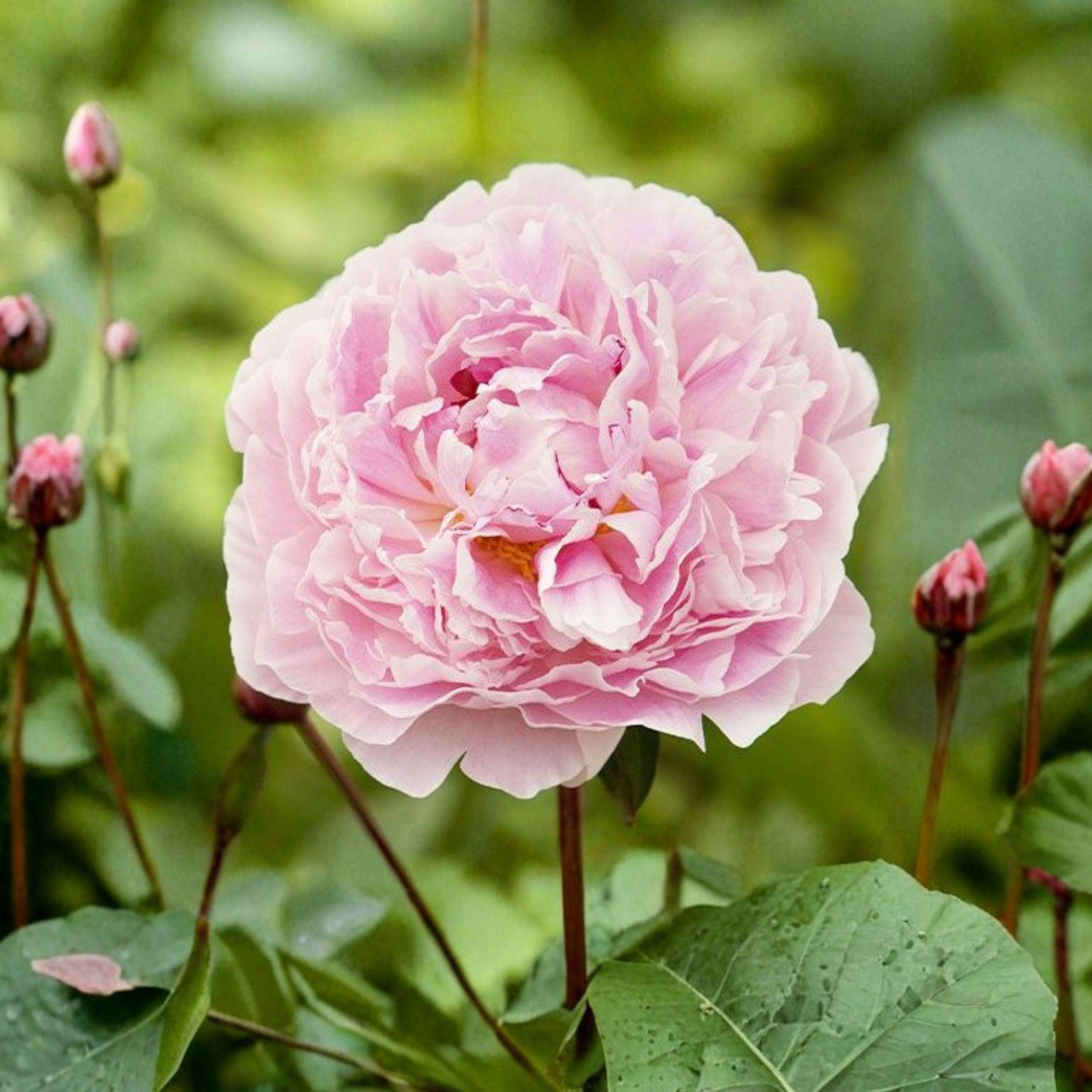 Sarah Bernhardt Peony Bulb – Double Pink Flowering Perennial for Garden, Full Sun, Well-Drained Soil