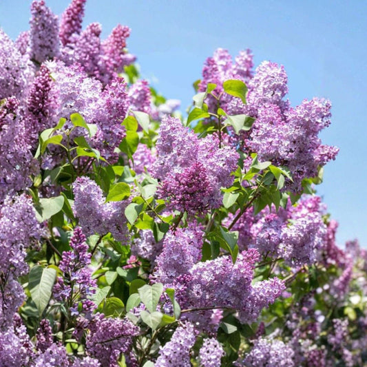 Old Fashioned Purple Lilac Bush - 6-12 Inch Fragrant Shrub Bare Root Plant Syringa vulgaris