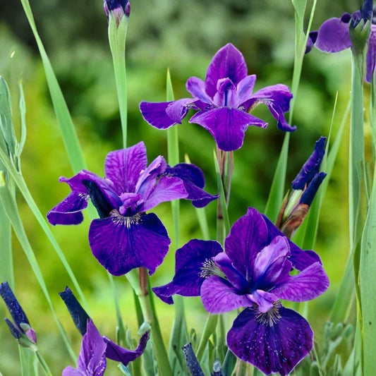 Japanese Iris ‘Caesars Brother’ Rhizomes, Purple Flowering Perennial, Garden Clumps, Water-Side Planting, 3 Count