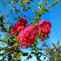 Crape Myrtle Tree Cuttings 8 Pack Pink Flowering Ornamental Garden Plants Unrooted 5-6 Inches