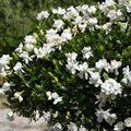 Southern Gardenia Cuttings 8 Pack Fragrant Flowering Shrub for Garden Growing, Gardenia jasminoides