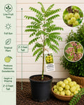 Otaheite Gooseberry Live Fruit Tree 2-3 Feet Tall – Phyllanthus acidus, Non-GMO, Edible Fruit Tree