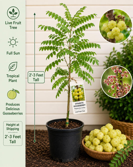 Otaheite Gooseberry Live Fruit Tree 2-3 Feet Tall – Phyllanthus acidus, Non-GMO, Edible Fruit Tree