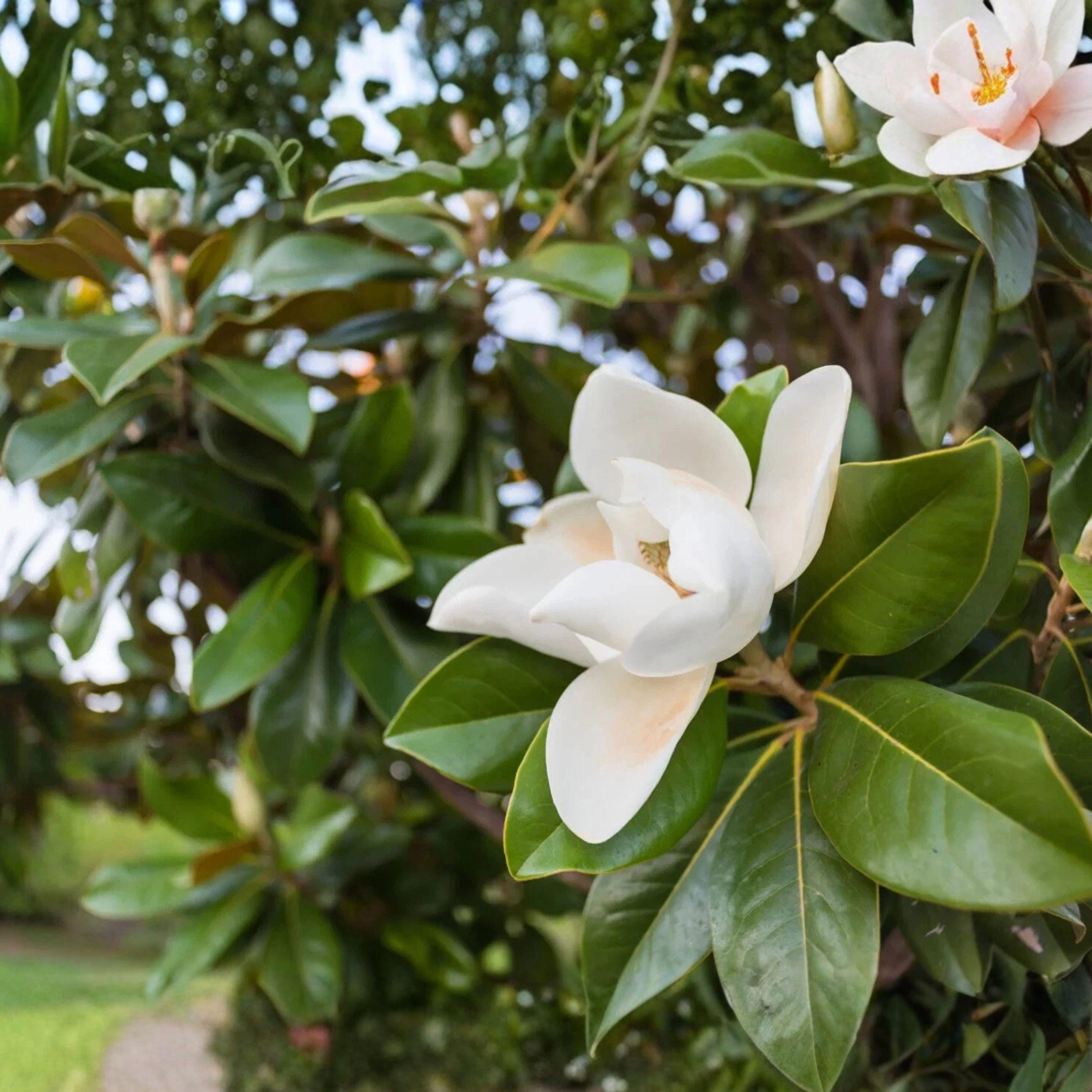 Southern Magnolia Tree Cuttings 8 Pack, Unrooted, Evergreen, Large Leaves, Garden Growing, Magnolia grandiflora