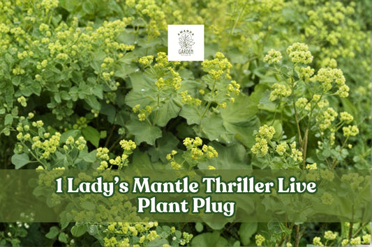 Lady’s Mantle Live Plant Plug - Alchemilla Mollis ‘Thriller’ Perennial for Garden Borders, Cottage Gardens, Edging