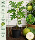 Breadfruit Live Fruit Tree 12–24 Inches Tall – Artocarpus camansi – Non-GMO Tropical Fruit Tree for Planting