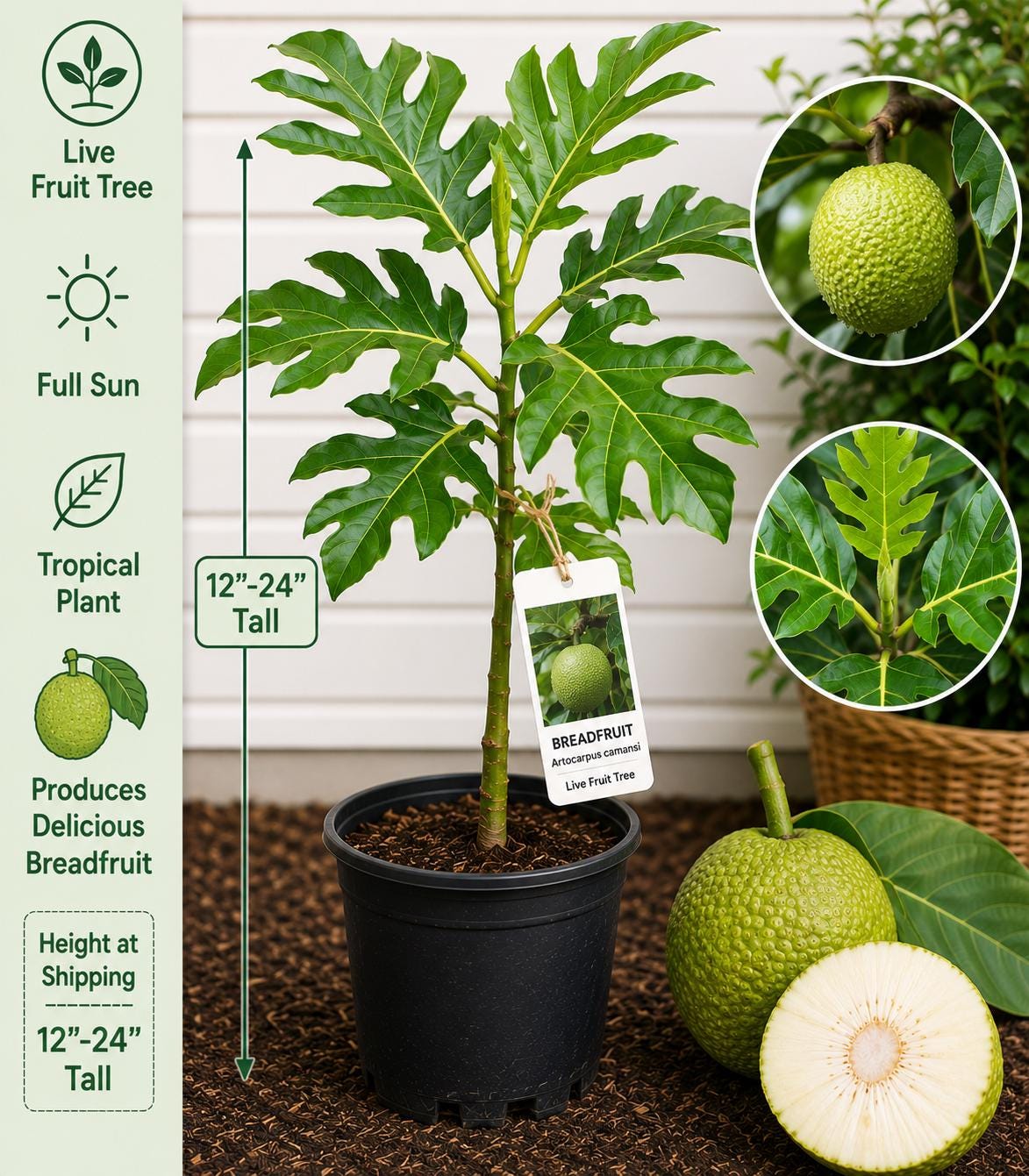 Breadfruit Live Fruit Tree 12–24 Inches Tall – Artocarpus camansi – Non-GMO Tropical Fruit Tree for Planting